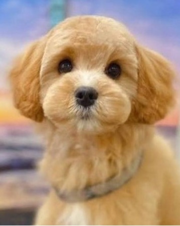 Wooftopia Dog Grooming & Daycare | Upper Mount Gravatt Brisbane
