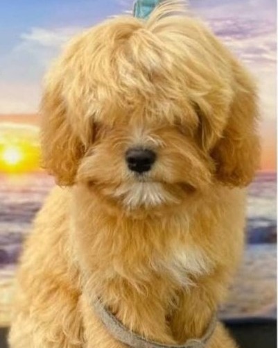 Wooftopia Dog Grooming & Daycare | Upper Mount Gravatt Brisbane
