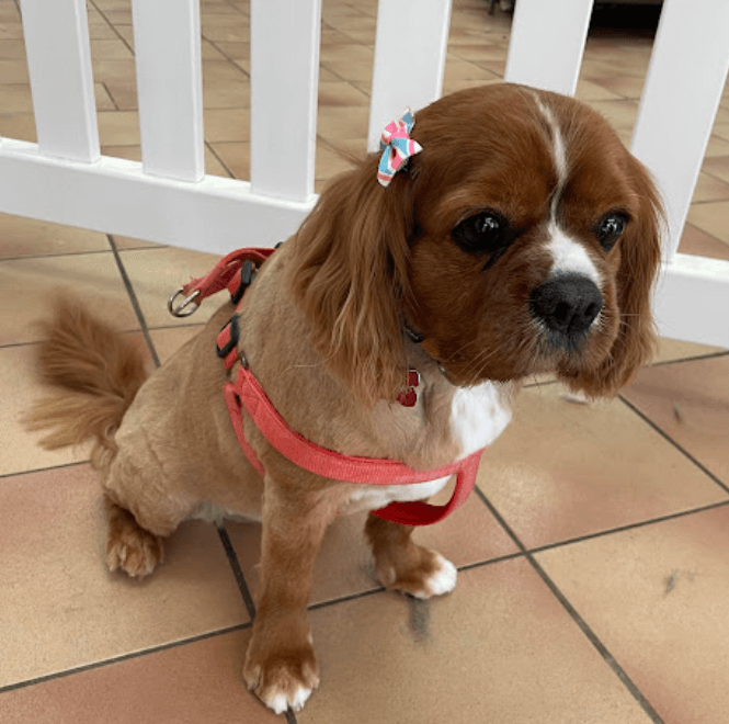 A Cavalier King Charles Spaniel with a bow on her head after a full groom