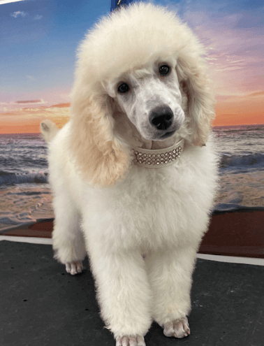 A beautiful white poodle after a full groom