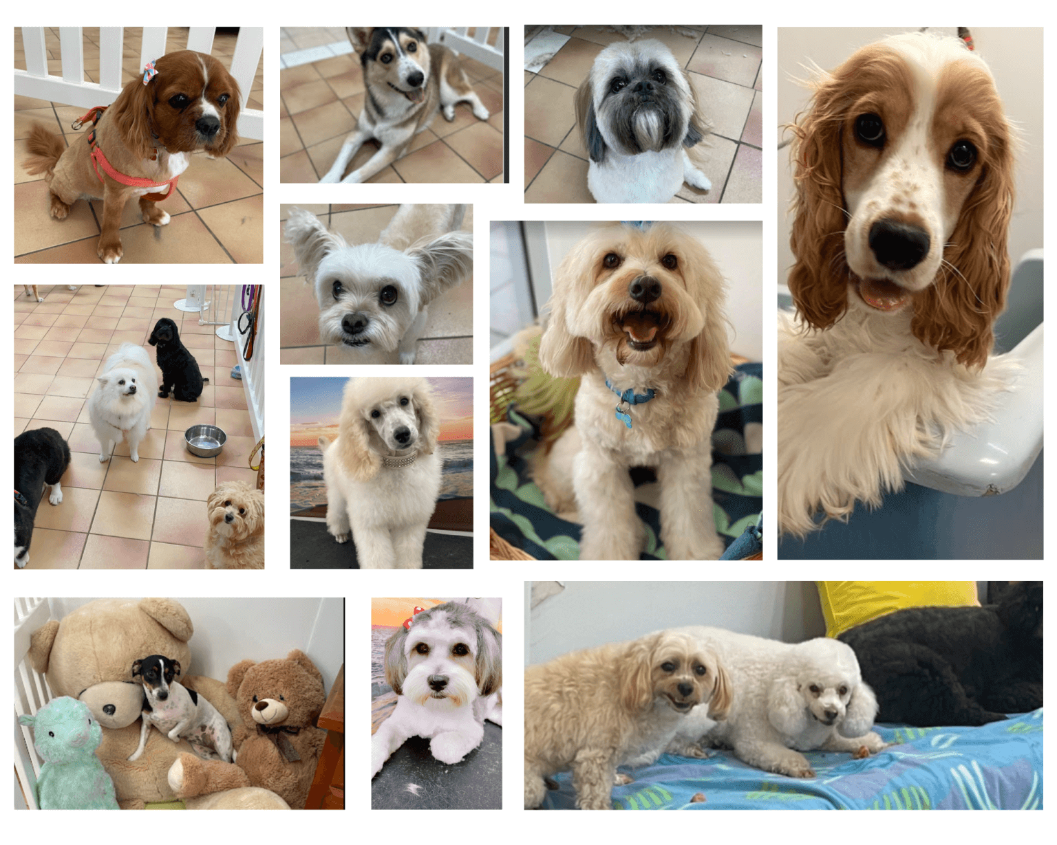 Wooftopia Dog Grooming & Daycare Mount Gravatt & Brisbane From