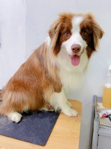 A double-coat border Collie after de-shed grooming service