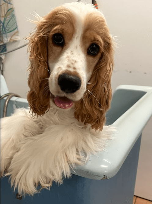 Dog in a bath