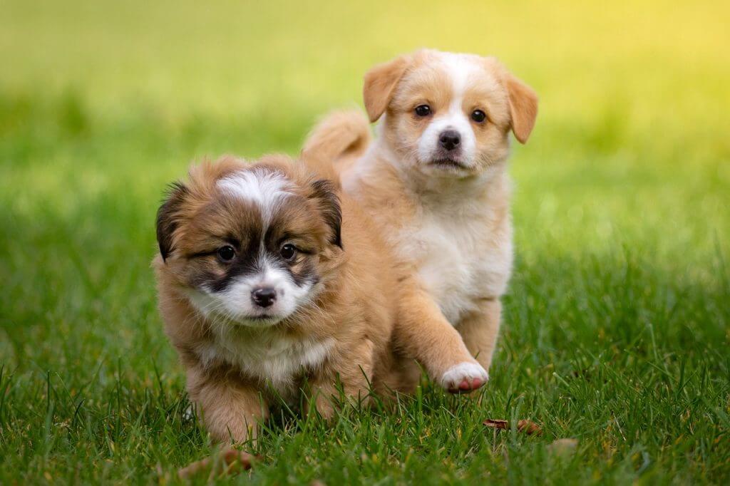 Two furry puppies ona green grass field