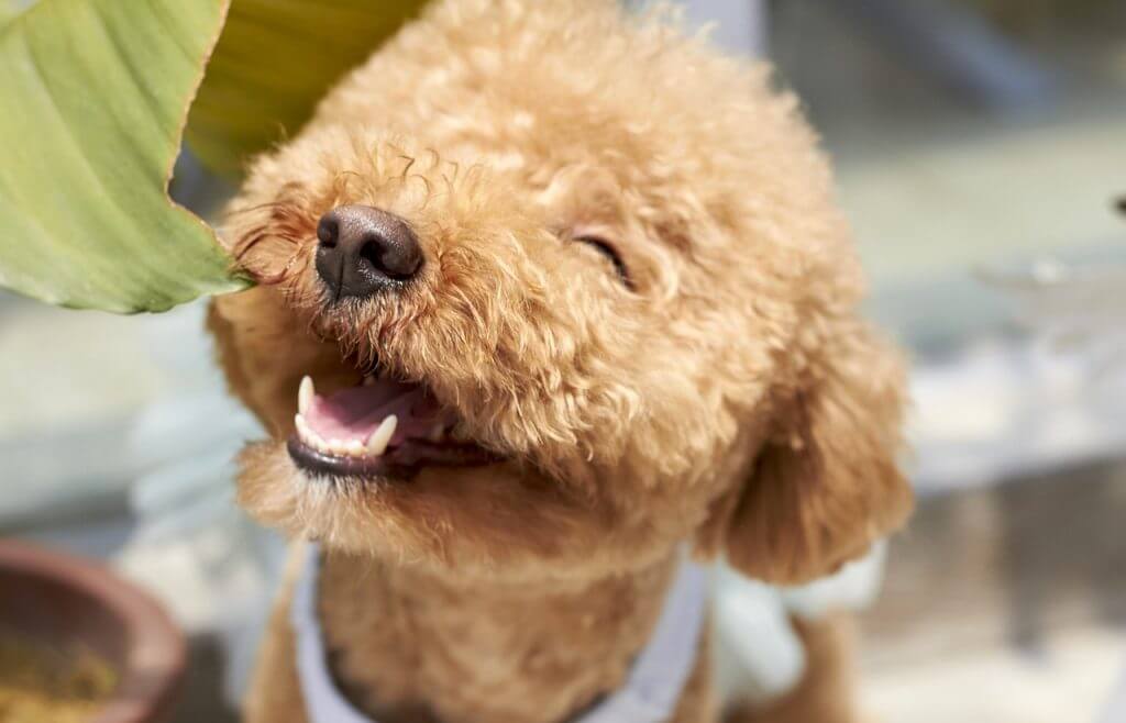 smiley poodle