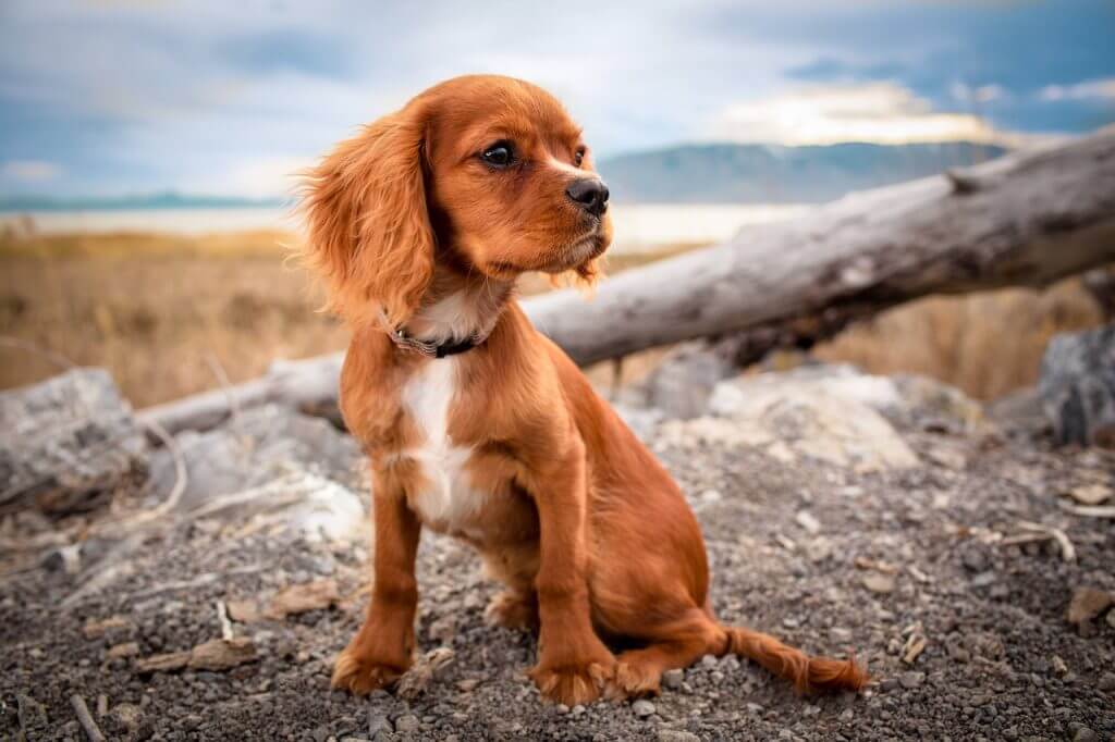 A cocker spaniel puppy in nature