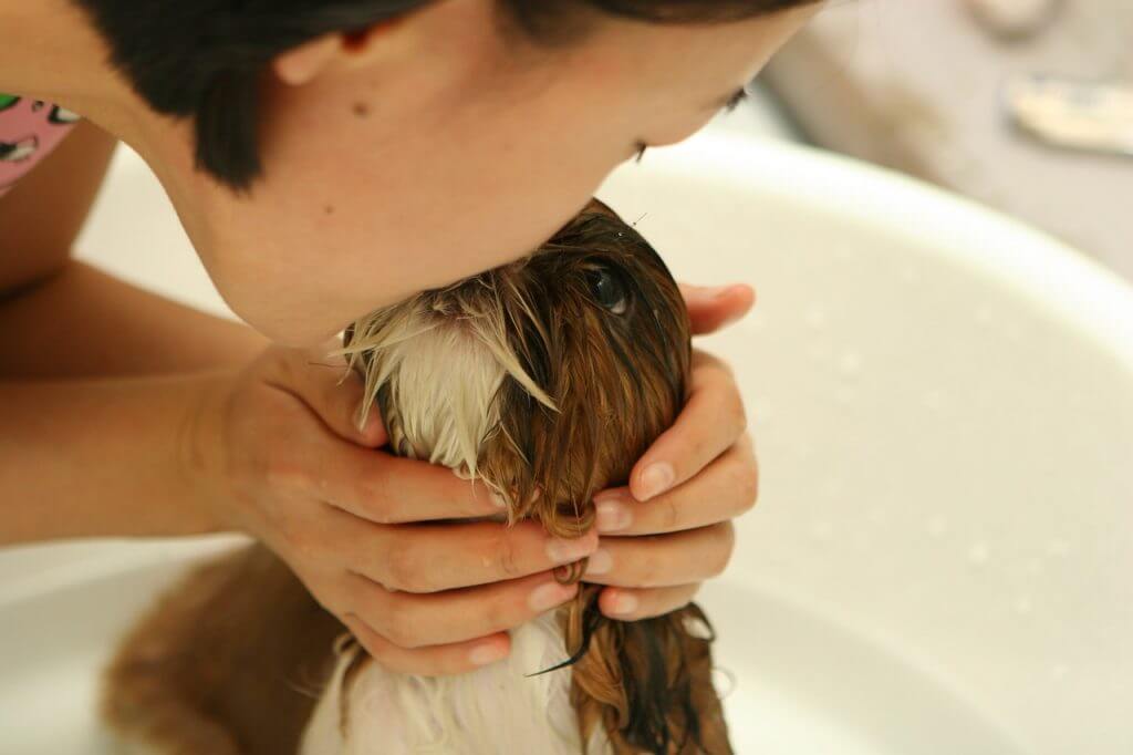 Woman kissing a dog being bathed